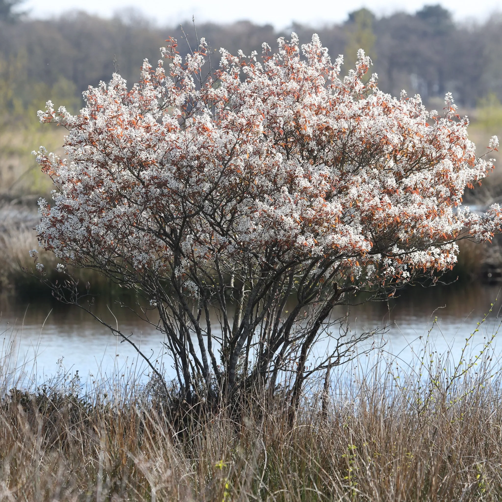 Amelanchier lamarckii 7.5L