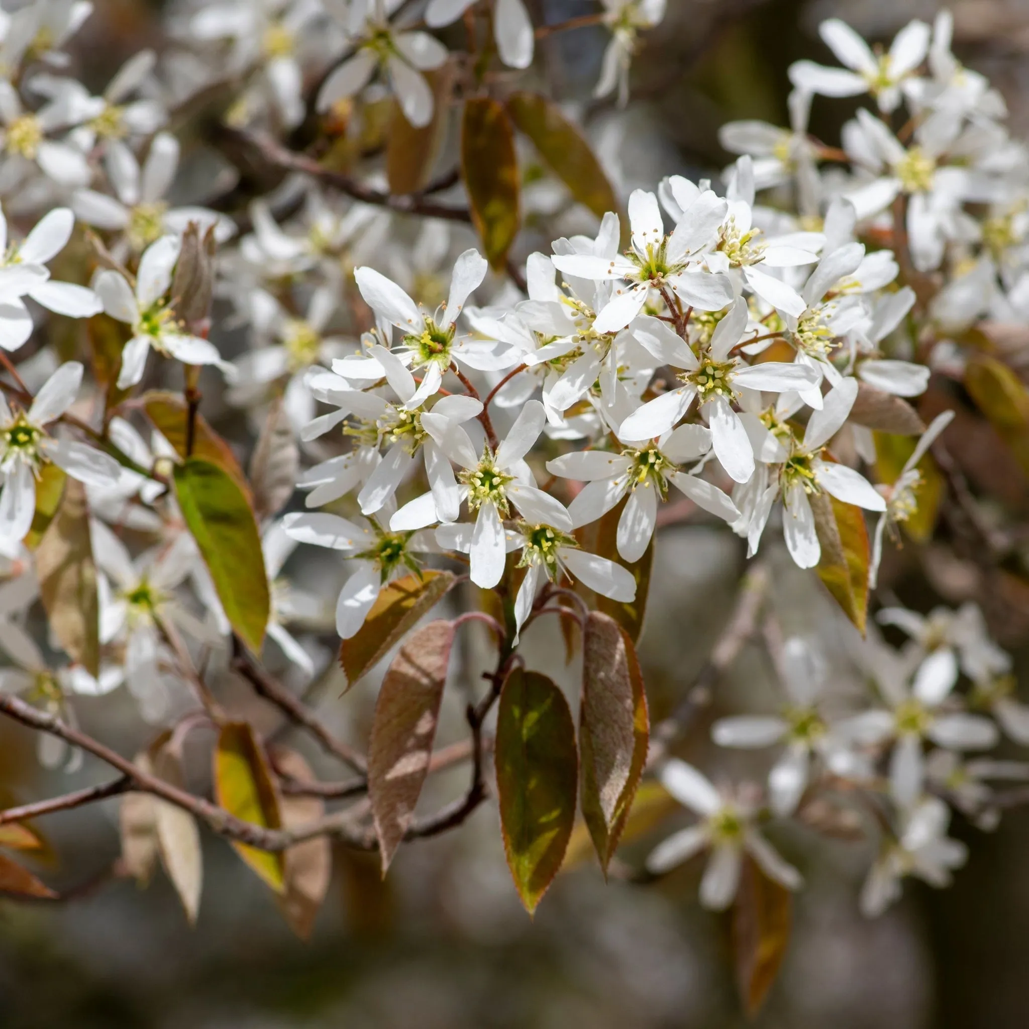 Amelanchier lamarckii 7.5L