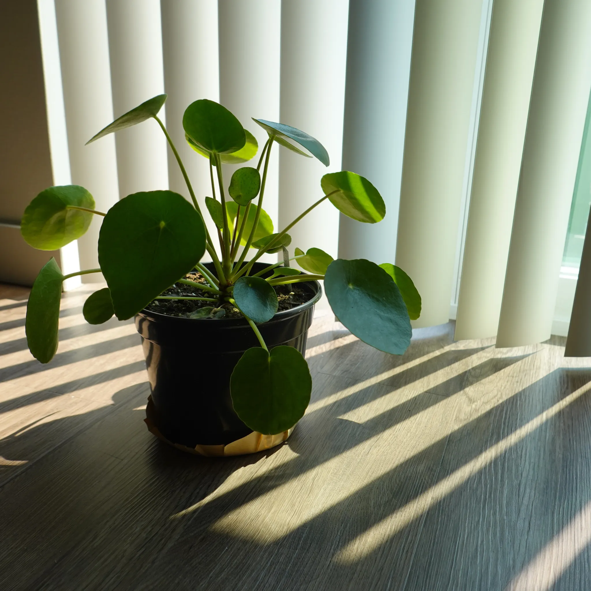 Chinese Money Plant