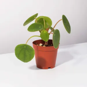 Chinese Money Plant