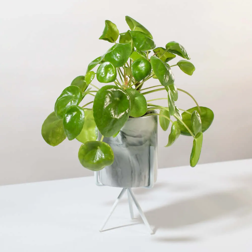 Chinese Money Plant