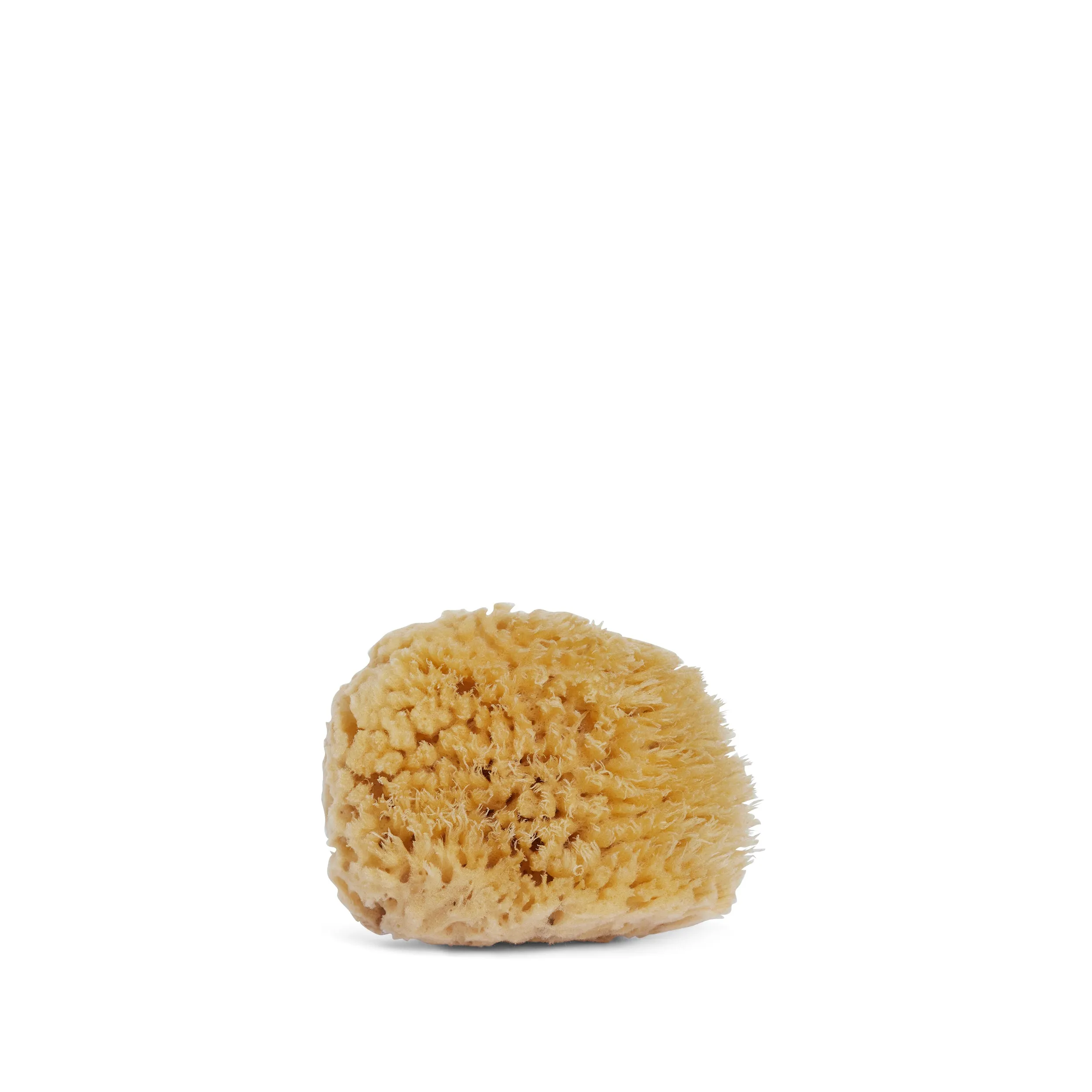 Sea Wool Sponge (5")